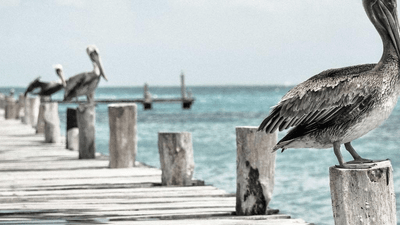 Airplane - professional stock photography