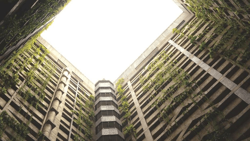 Forest - professional stock photography