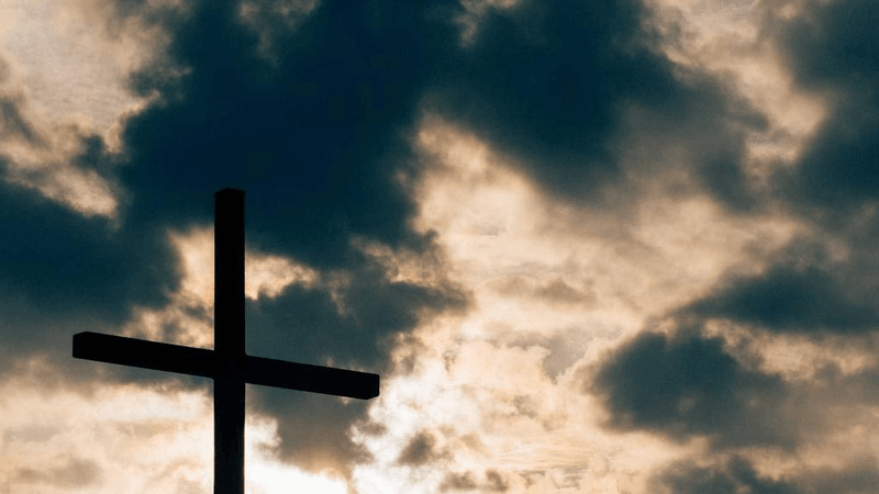 Forest - professional stock photography