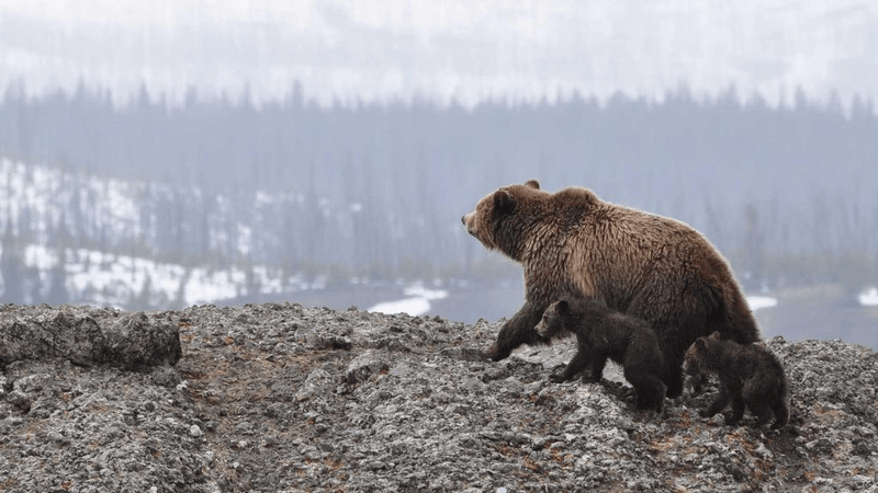 Train - professional stock photography